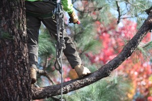 Ventura County Tree Service - Tree Trimming Service (20)