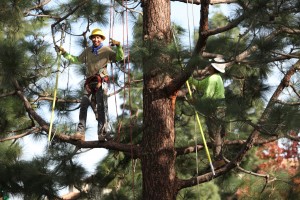 Fine pruning a pine tree.