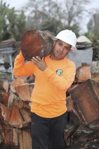 Ventura County Tree Service - Tree Trimming Service (25)