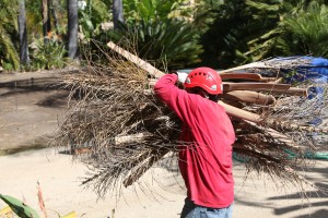 Ventura County Tree Service - Tree Trimming Service (34)